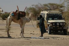 camel to camel